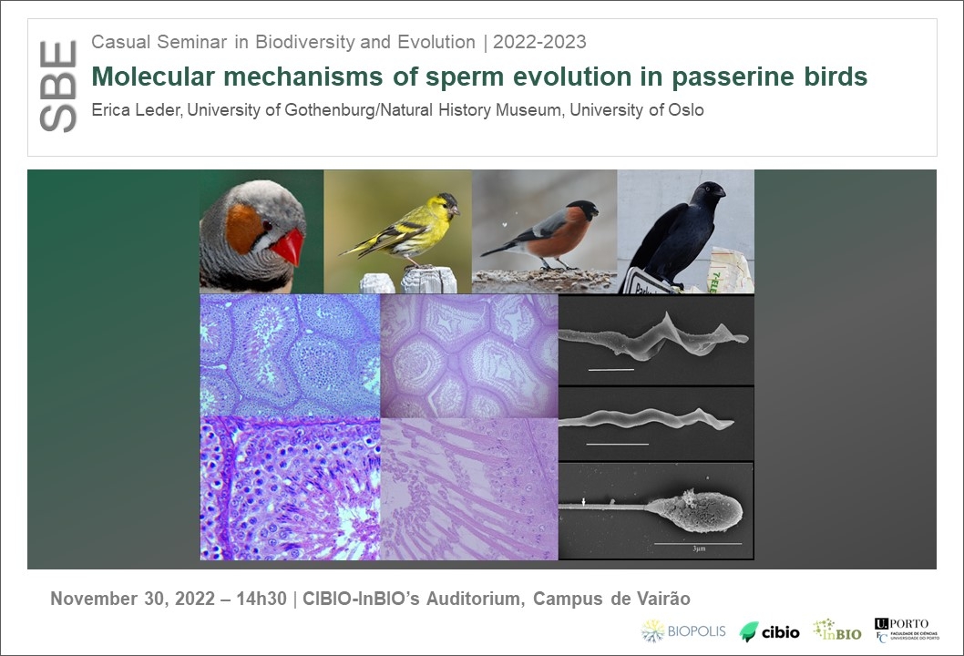 Molecular mechanisms of sperm evolution in passerine birds