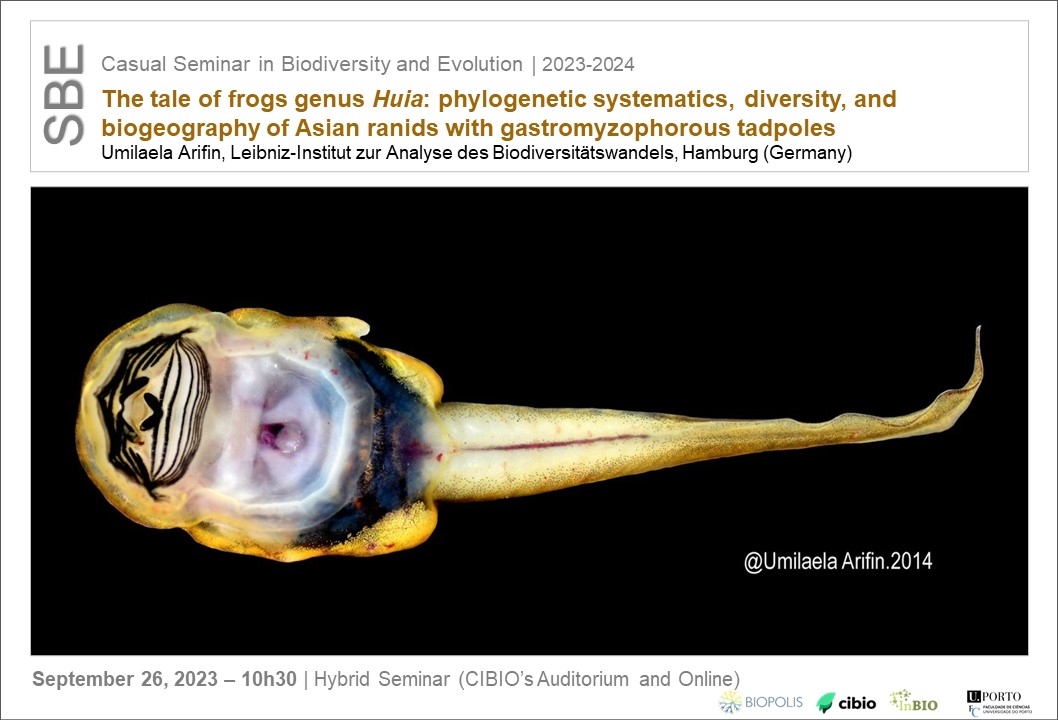 The tale of frogs genus <i>Huia</i>: phylogenetic systematics, diversity, and biogeography of Asian ranids with gastromyzophorous tadpoles