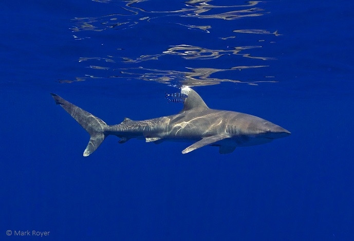 Novo estudo à escala global revela os movimentos verticais de tubarões e raias nos oceanos
