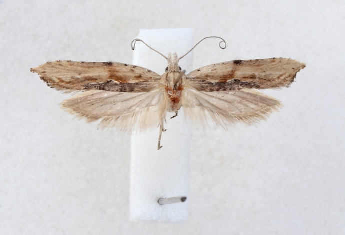 A new species of moth discovered in Portugal