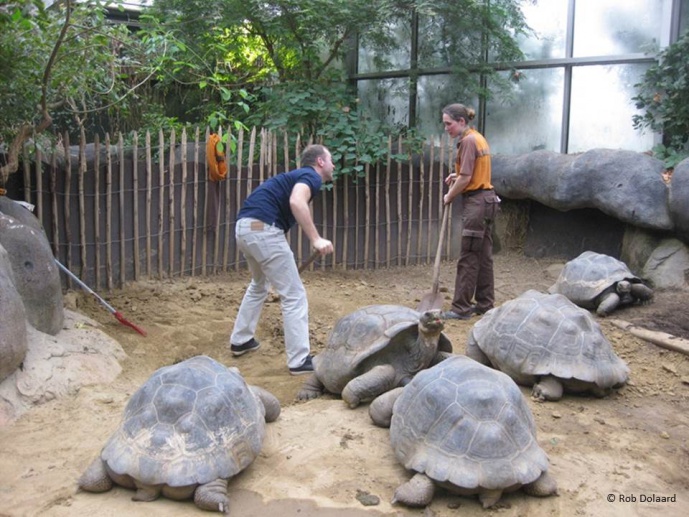 EVOLUTION AND THE SHELL OF GALÁPAGOS GIANT TORTOISES