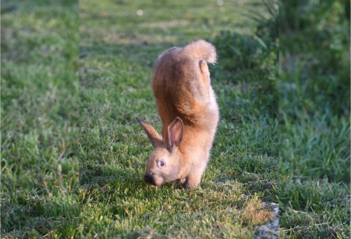 Gene required for jumping is identified in rabbits