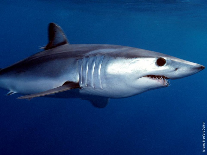 Behaviour, critical habitat and fisheries interactions of pelagic sharks in the North Atlantic Ocean