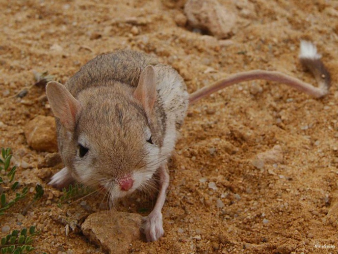The role of adaptation in Lesser Egyptian jerboa speciation