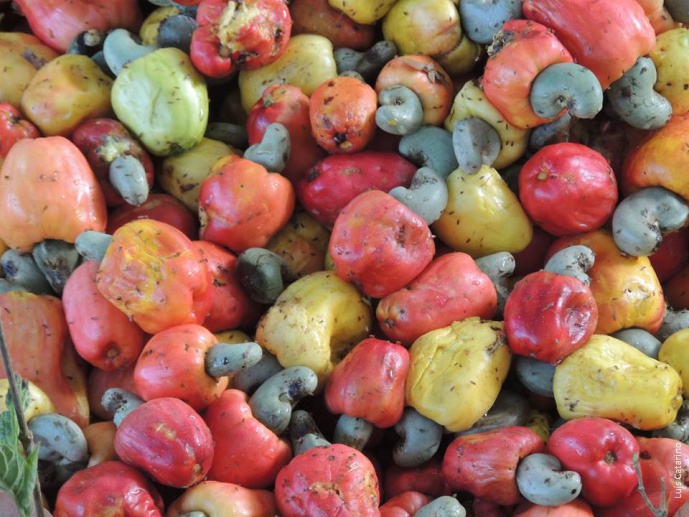 CAJU - Cashew in West Africa: socio-economic and environmental challenges of an expanding cash crop