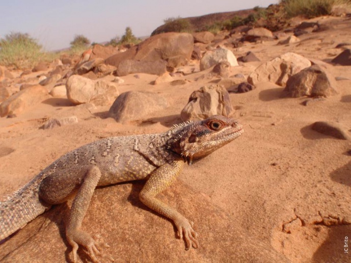DESERTFLOW &ndash; Assessing gene flow and contact zone dynamics in desert lizards under climate change scenarios