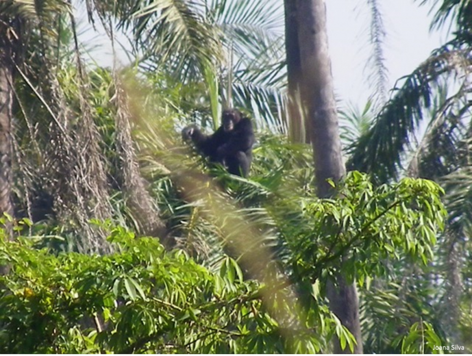 Protecting the western chimpanzee and primates species from illegal logging and bushmeat hunting in Guinea-Bissau