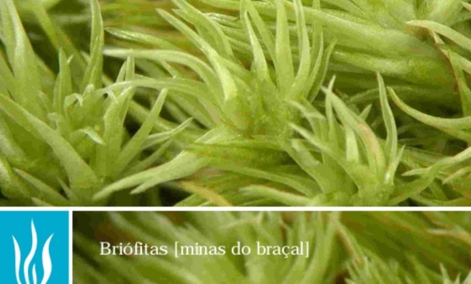 Booklet: Bryophytes in Braçal Mines