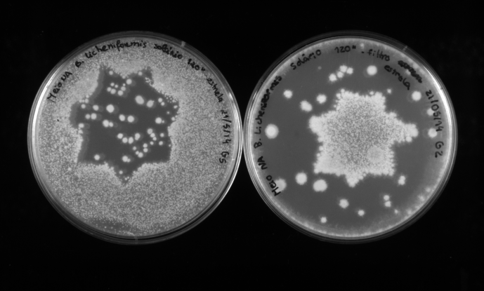 From the lab to the classroom: microbiology and experimental education