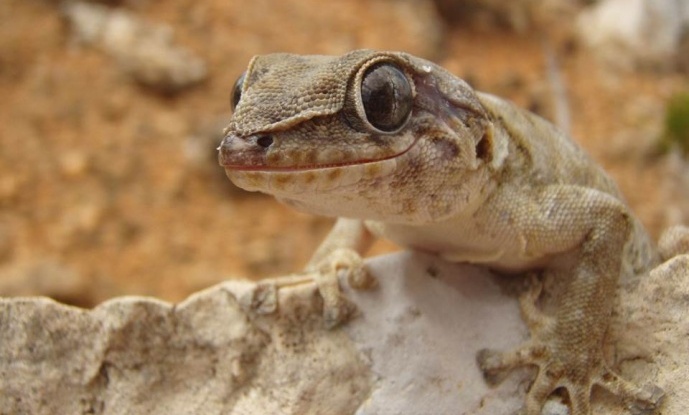Leaflets: Special reptiles of Socotra Island, Yemen