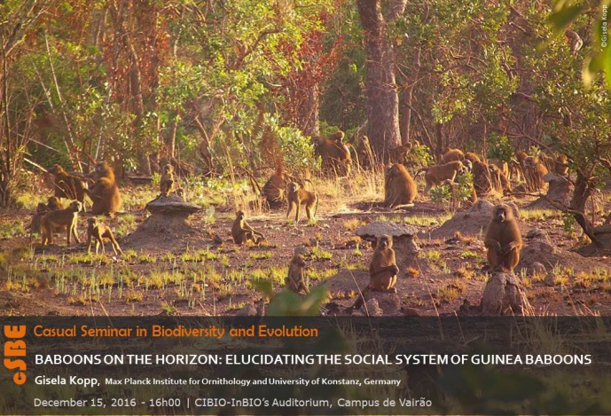 BABOONS ON THE HORIZON: ELUCIDATING THE SOCIAL SYSTEM OF GUINEA BABOONS