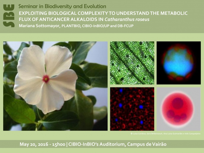EXPLOITING BIOLOGICAL COMPLEXITY TO UNDERSTAND THE METABOLIC FLUX OF ANTICANCER ALKALOIDS IN Catharanthus roseus