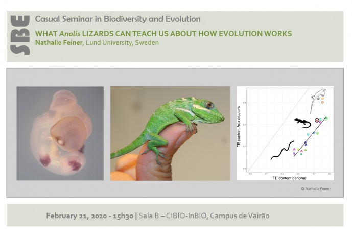 What Anolis lizards can teach us about how evolution works