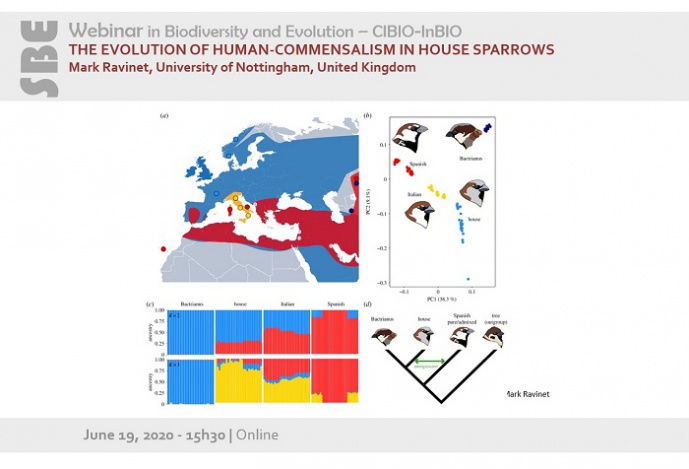 The evolution of human-commensalism in House sparrows