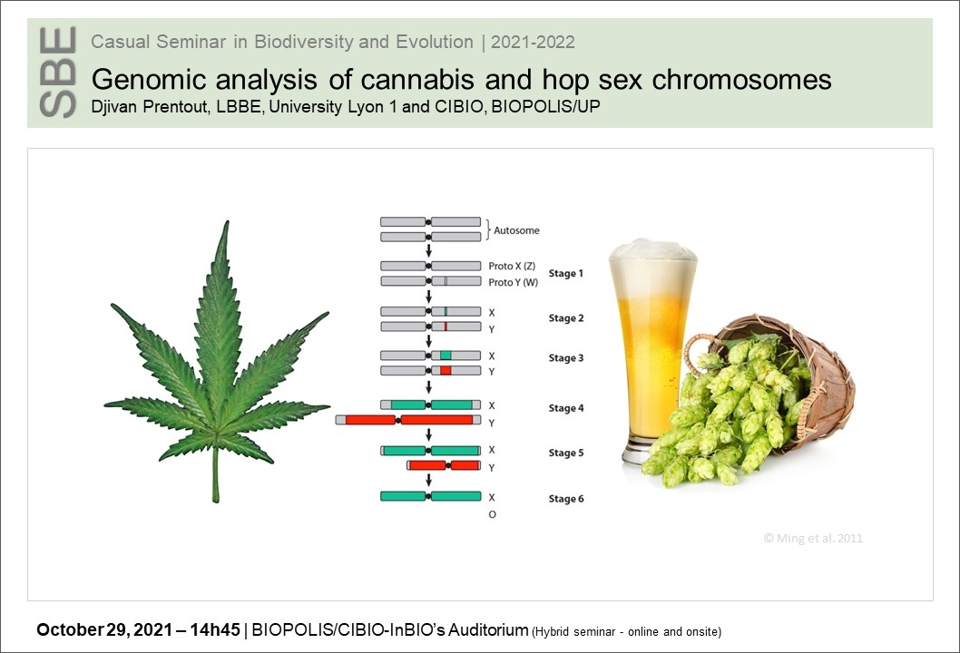 Genomic analysis of cannabis and hop sex chromosomes