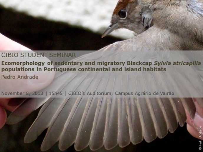 ECOMORPHOLOGY OF SEDENTARY AND MIGRATORY BLACKCAP SYLVIA ATRICAPILLA POPULATIONS IN PORTUGUESE CONTINENTAL AND ISLAND HABITATS