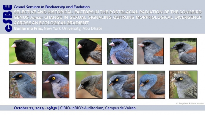 SELECTIVE AND HISTORICAL  FACTORS IN THE POSTGLACIAL RADIATION OF THE SONGBIRD GENUS Junco: CHANGE IN SEXUAL SIGNALING OUTRUNS MORPHOLOGICAL DIVERGENCE ACROSS AN ECOLOGICAL GRADIENT