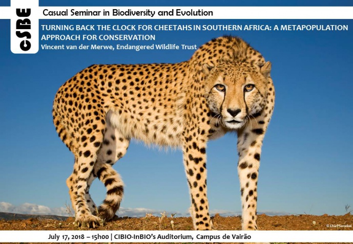 TURNING BACK THE CLOCK FOR CHEETAHS IN SOUTHERN AFRICA: A METAPOPULATION APPROACH FOR CONSERVATION