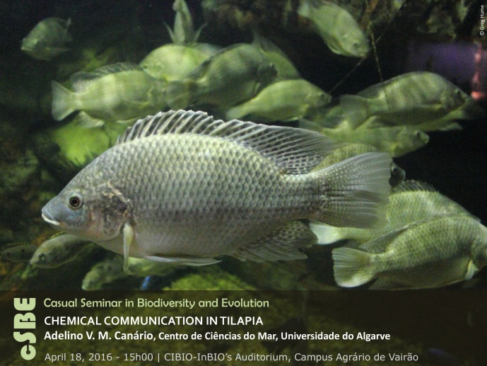 CHEMICAL COMMUNICATION IN TILAPIA