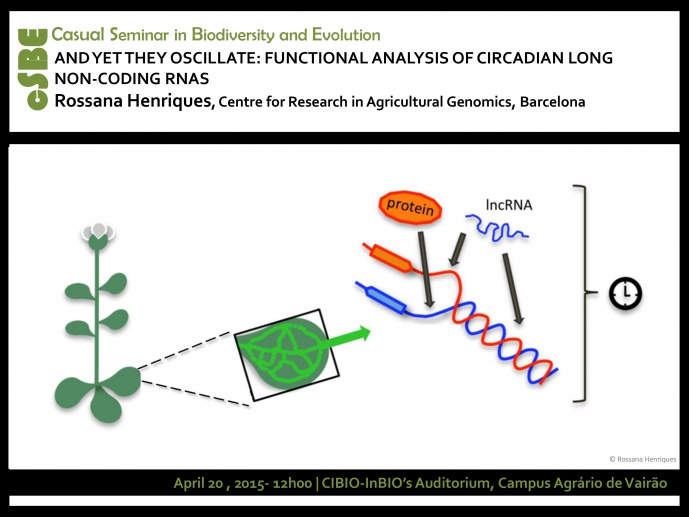 AND YET THEY OSCILLATE: FUNCTIONAL ANALYSIS OF CIRCADIAN LONG NON-CODING RNAs
