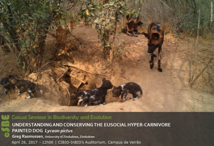 UNDERSTANDING AND CONSERVING THE EUSOCIAL HYPER-CARNIVORE  PAINTED DOG  Lycaon pictus