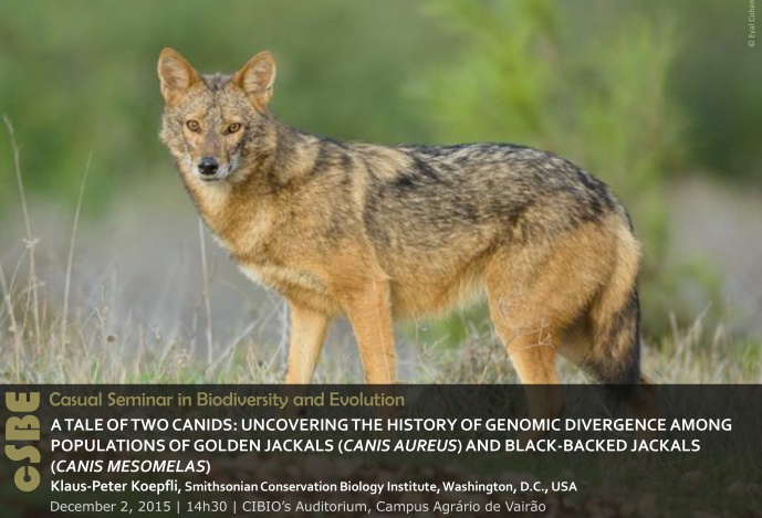 A TALE OF TWO CANIDS: UNCOVERING THE HISTORY OF GENOMIC DIVERGENCE AMONG POPULATIONS OF GOLDEN JACKALS (CANIS AUREUS) AND BLACK-BACKED JACKALS (CANIS MESOMELAS)