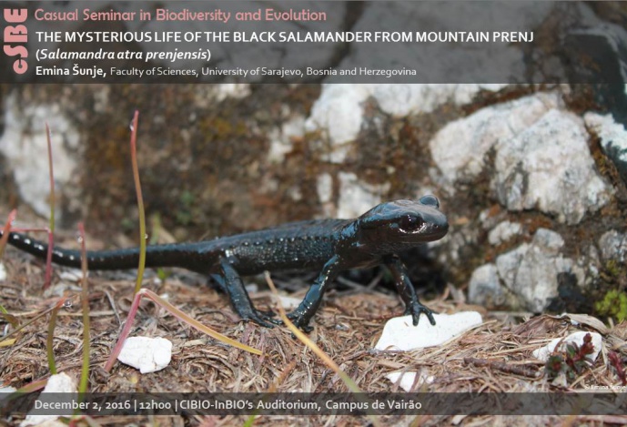 THE MYSTERIOUS LIFE OF THE BLACK SALAMANDER FROM MOUNTAIN PRENJ (Salamandra atra prenjensis)