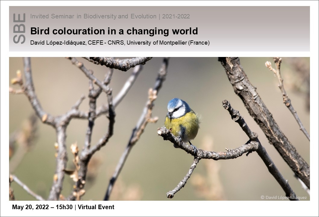 Bird colouration in a changing world