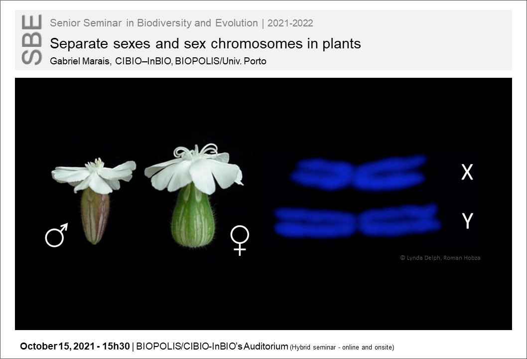 Separate sexes and sex chromosomes in plants
