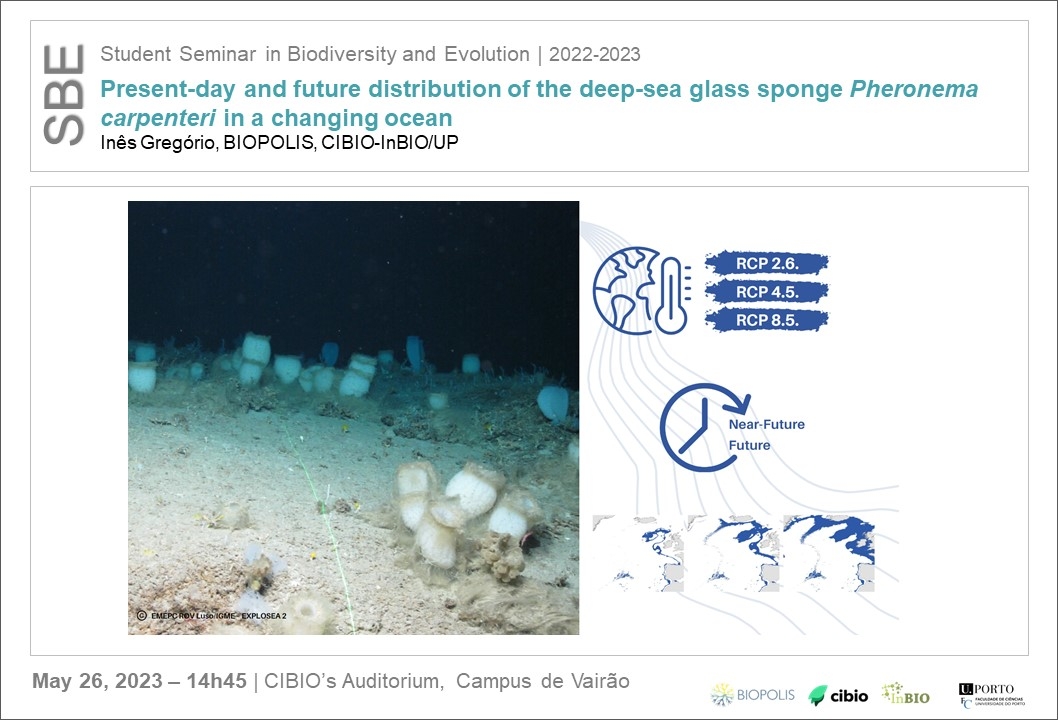 Present-day and future distribution of the deep-sea glass sponge <i>Pheronema carpenteri</i> in a changing ocean