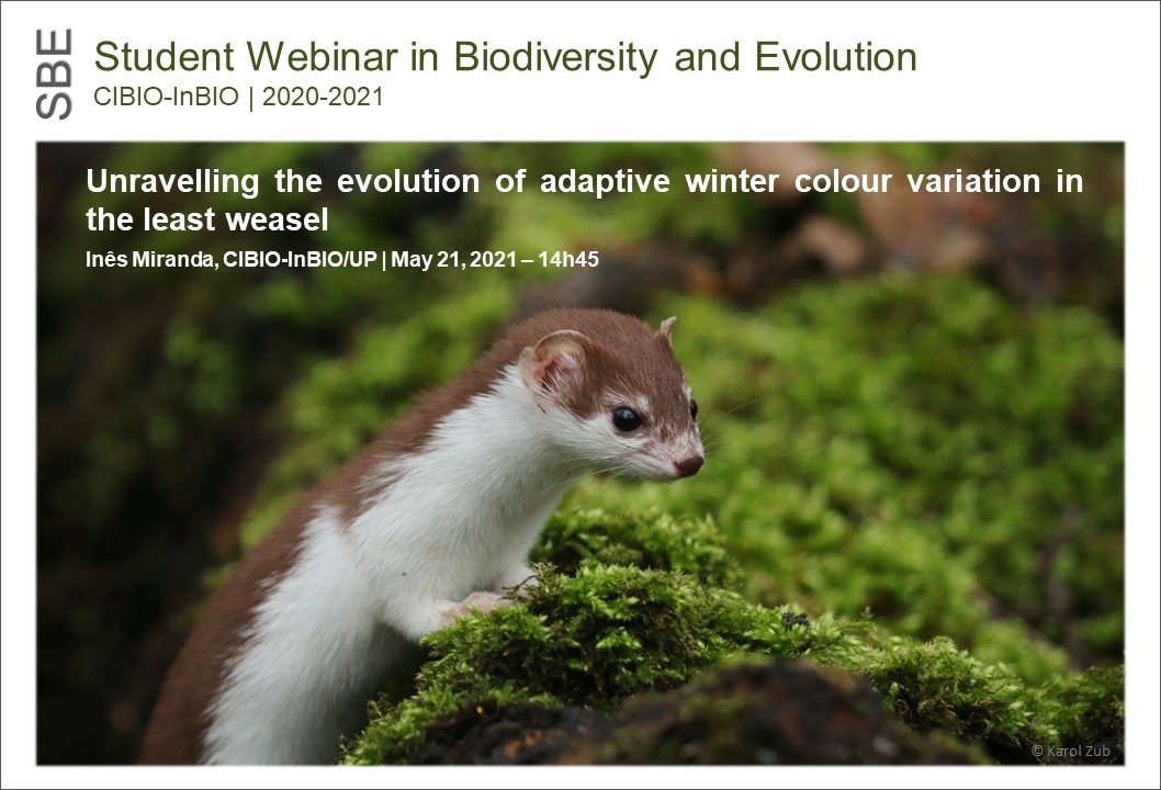 Unravelling the evolution of adaptive winter colour variation in the least weasel