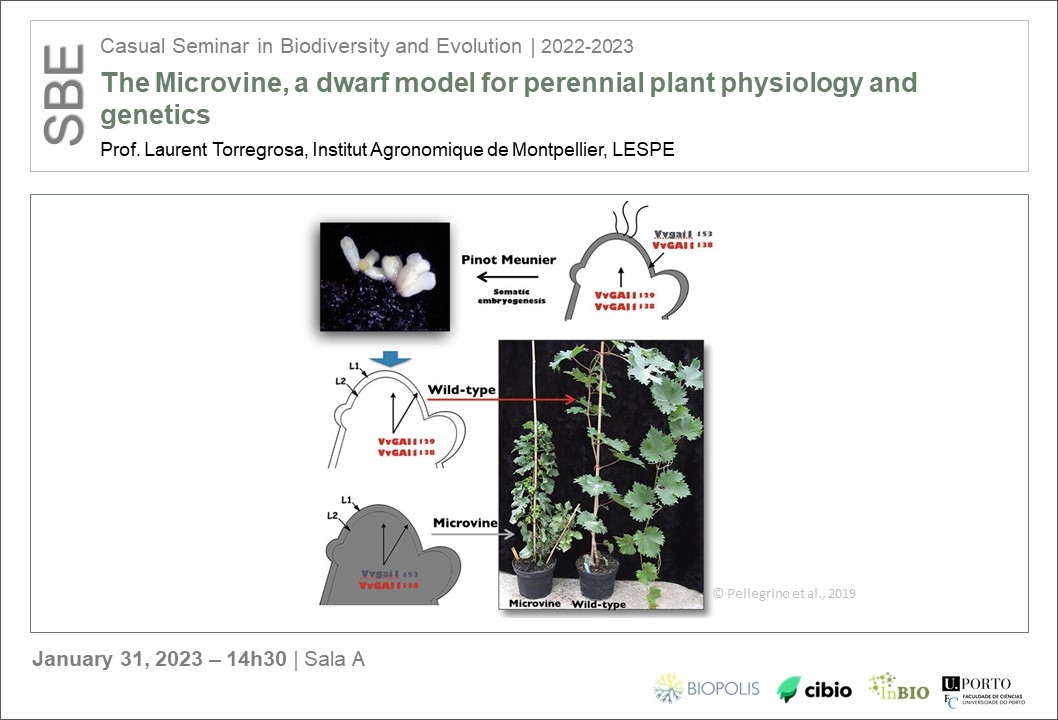 The Microvine, a dwarf model for perennial plant physiology and genetics
