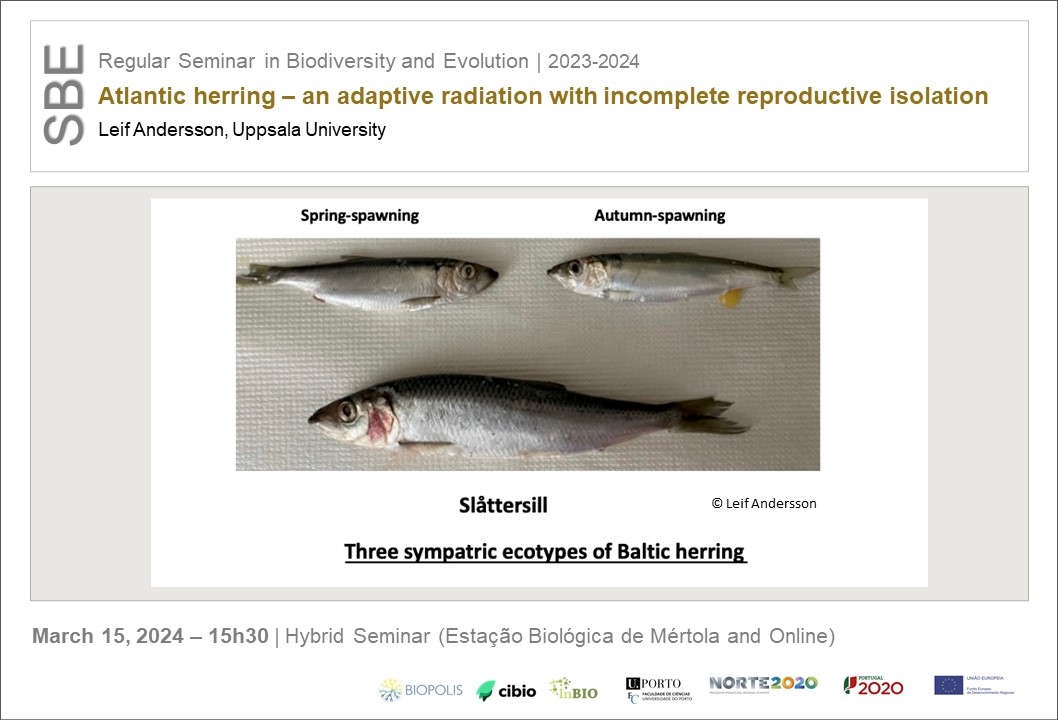 Atlantic herring – an adaptive radiation with incomplete reproductive isolation