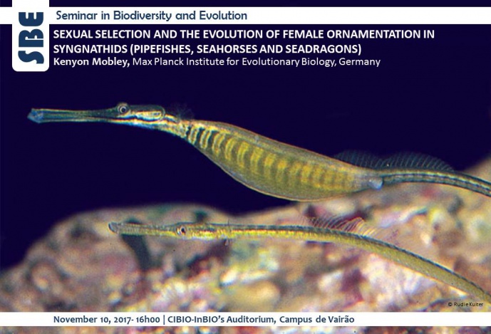 SEXUAL SELECTION AND THE EVOLUTION OF FEMALE ORNAMENTATION IN SYNGNATHIDS (PIPEFISHES, SEAHORSES AND SEADRAGONS)