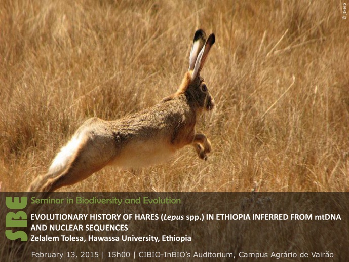 EVOLUTIONARY HISTORY OF HARES (Lepus spp.) IN ETHIOPIA INFERRED FROM MTDNA AND NUCLEAR SEQUENCES