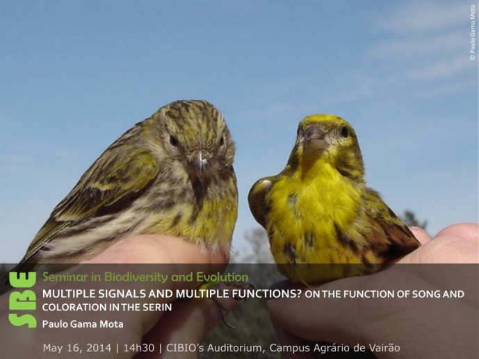 MULTIPLE SIGNALS AND MULTIPLE FUNCTIONS? ON THE FUNCTION OF SONG AND COLORATION IN THE SERIN