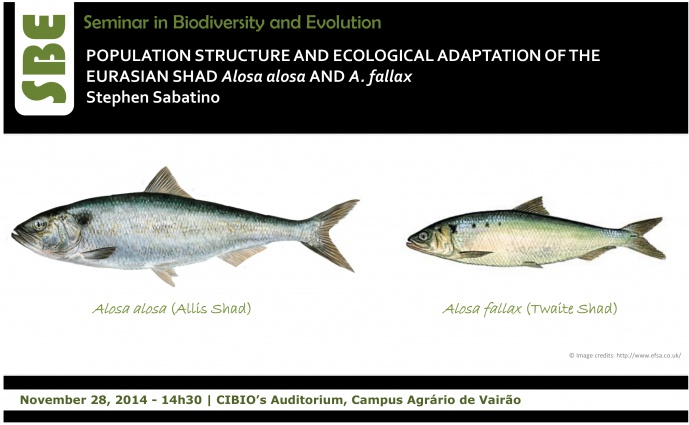 POPULATION STRUCTURE AND ADAPTATION IN THE EURASIAN SHAD Alosa alosa AND A. fallax