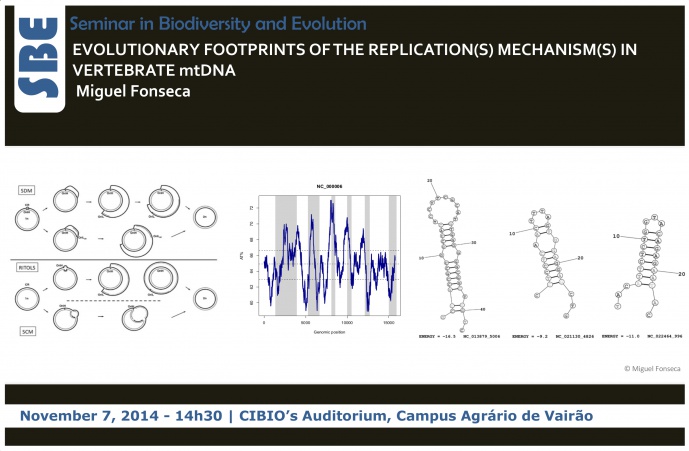 EVOLUTIONARY FOOTPRINTS OF THE REPLICATION(S) MECHANISM(S) IN VERTEBRATE mtDNA