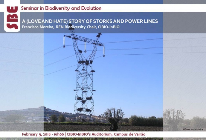 A (LOVE AND HATE) STORY OF STORKS AND POWER LINES