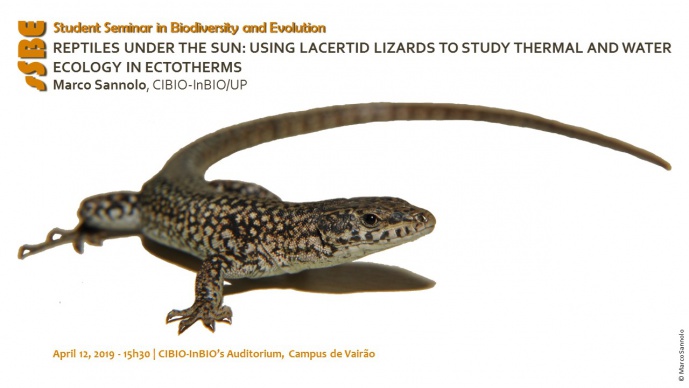REPTILES UNDER THE SUN: USING LACERTID LIZARDS TO STUDY THERMAL AND WATER ECOLOGY IN ECTOTHERMS