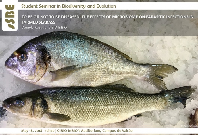 TO BE OR NOT TO BE DISEASED: THE EFFECTS OF MICROBIOME ON PARASITIC INFECTIONS IN FARMED SEABASS