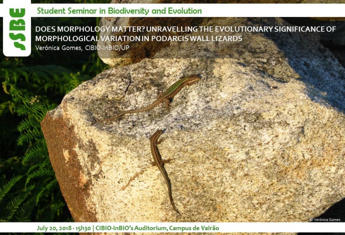 DOES MORPHOLOGY MATTER? UNRAVELLING THE EVOLUTIONARY SIGNIFICANCE OF MORPHOLOGICAL VARIATION IN PODARCIS WALL LIZARDS