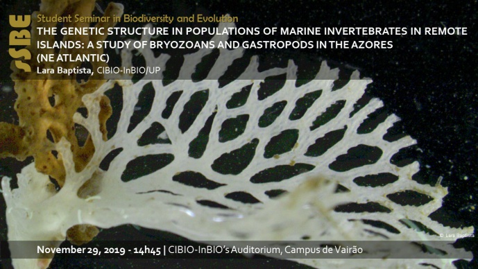 THE GENETIC STRUCTURE IN POPULATIONS OF MARINE INVERTEBRATES IN REMOTE ISLANDS: A STUDY OF BRYOZOANS AND GASTROPODS IN THE AZORES (NE ATLANTIC)