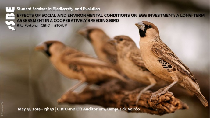EFFECTS OF SOCIAL AND ENVIRONMENTAL CONDITIONS ON EGG INVESTMENT: A LONG-TERM ASSESSMENT IN A COOPERATIVELY BREEDING BIRD