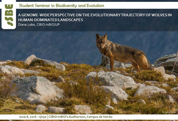 A GENOME-WIDE PERSPECTIVE ON THE EVOLUTIONARY TRAJECTORY OF WOLVES IN HUMAN-DOMINATED LANDSCAPES