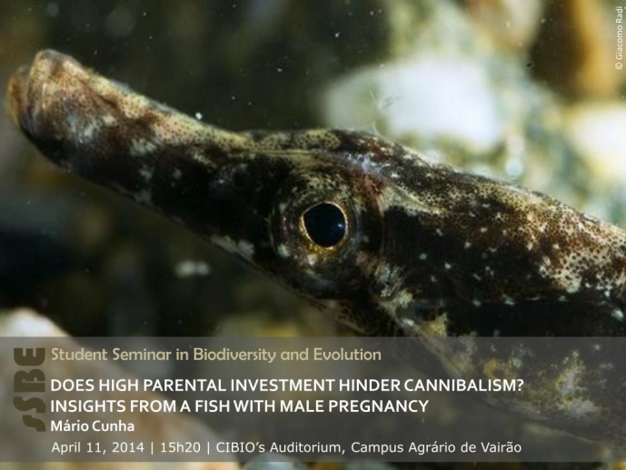 DOES HIGH PARENTAL INVESTMENT HINDER CANNIBALISM? INSIGHTS FROM A FISH WITH MALE PREGNANCY