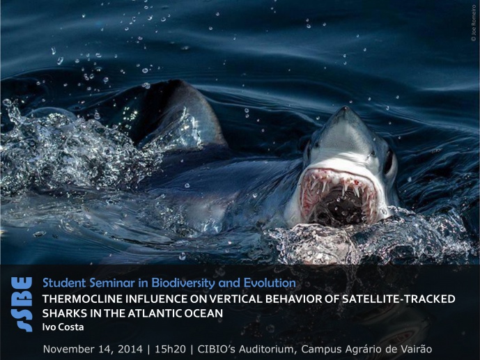 THERMOCLINE INFLUENCE ON VERTICAL BEHAVIOR OF SATELLITE-TRACKED SHARKS IN THE ATLANTIC OCEAN