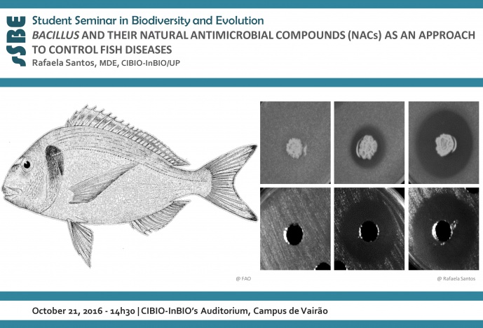 BACILLUS AND THEIR NATURAL ANTIMICROBIAL COMPOUNDS (NACs) AS AN APPROACH TO CONTROL FISH DISEASES