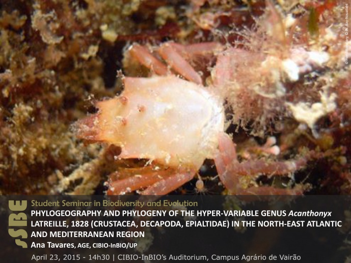 PHYLOGEOGRAPHY AND PHYLOGENY OF THE HYPER-VARIABLE GENUS Acanthonyx LATREILLE, 1828 (CRUSTACEA, DECAPODA, EPIALTIDAE) IN THE NORTH-EAST ATLANTIC AND MEDITERRANEAN REGION