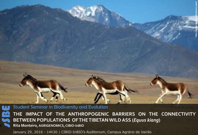 THE IMPACT OF THE ANTHROPOGENIC BARRIERS ON THE CONNECTIVITY BETWEEN POPULATIONS OF THE TIBETAN WILD ASS (Equus kiang)